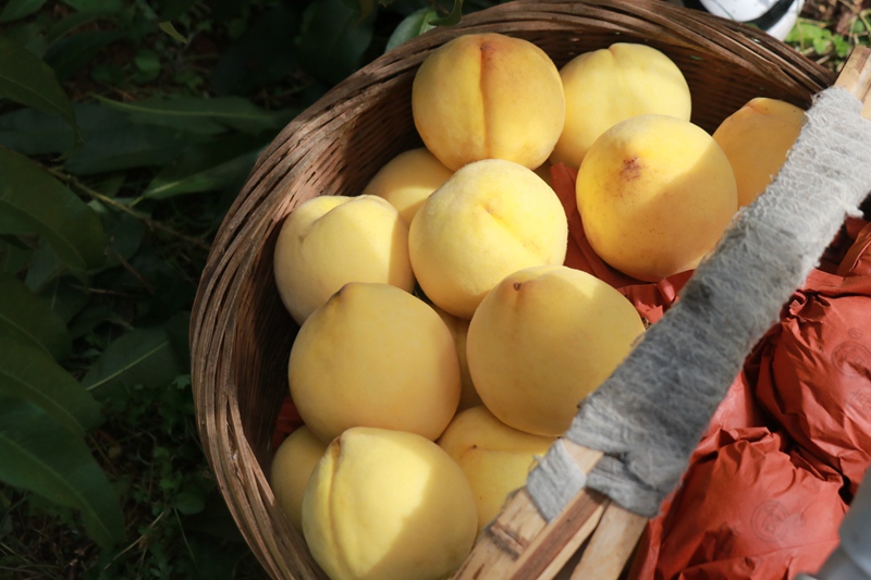 朱昌鎮青杠村黃桃基地迎來豐收季 農戶正在采摘。馬諾楠攝