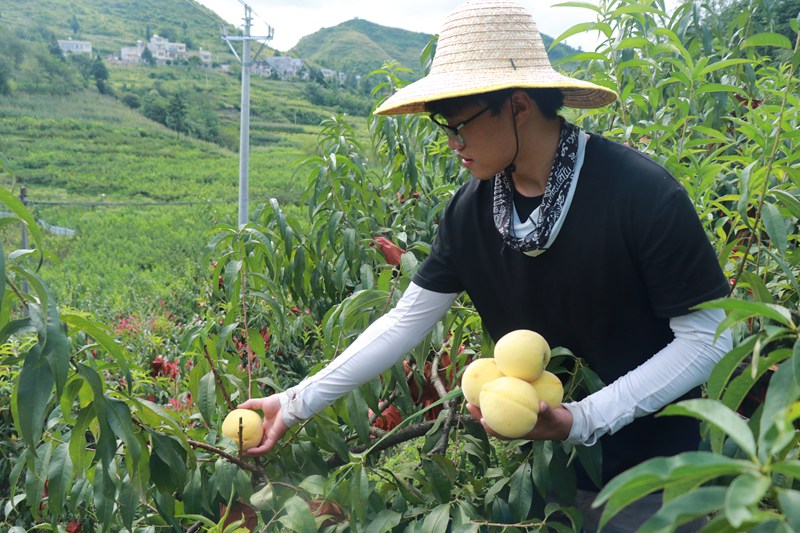 農戶正在采摘。馬諾楠攝