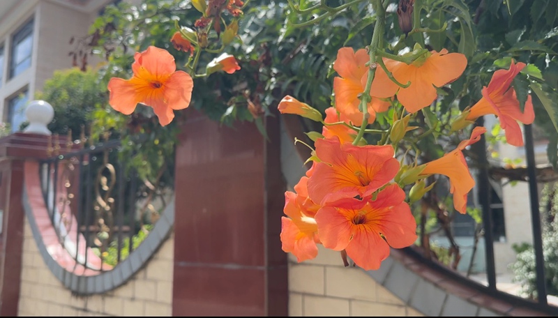 庭院外盛開的花朵。彭垚攝