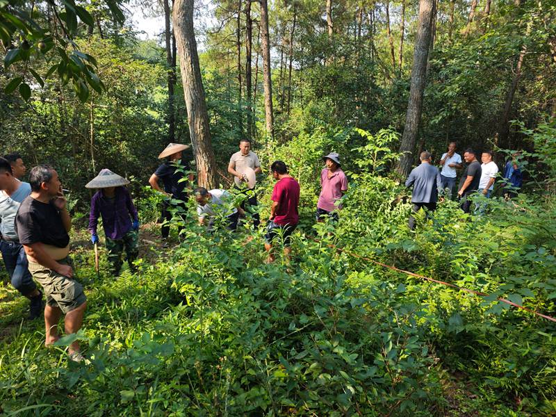 銅吉鐵路項目征地林地現場測量。