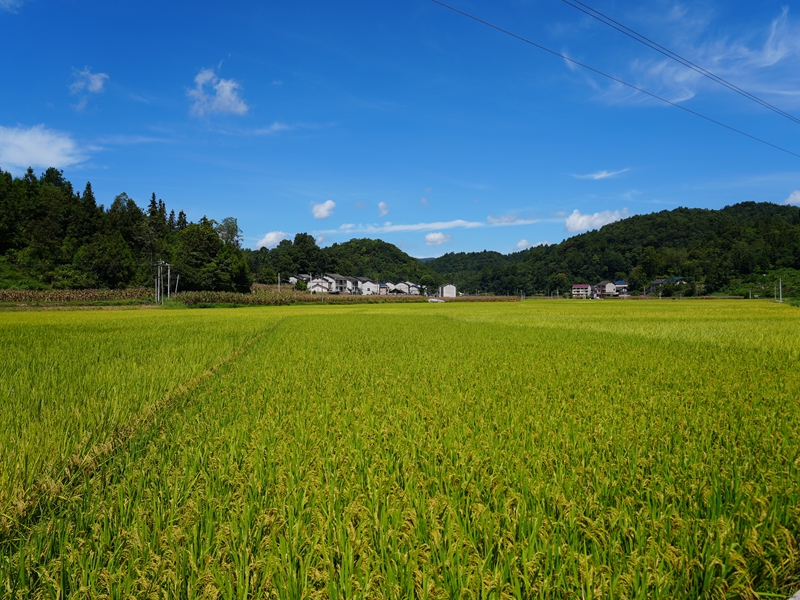 江古洞尾的稻田內稻穗隨風搖曳。