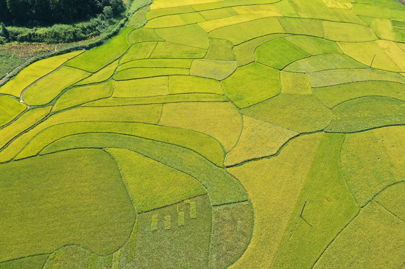 江古洞尾水稻漸次變黃。