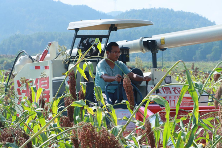 千畝高粱迎豐收 機(jī)械采收效率高。