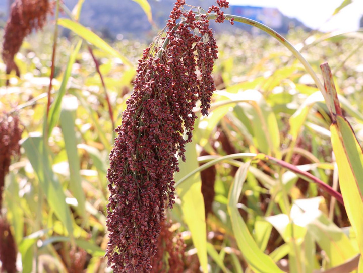 千畝高粱迎豐收 機(jī)械采收效率高。