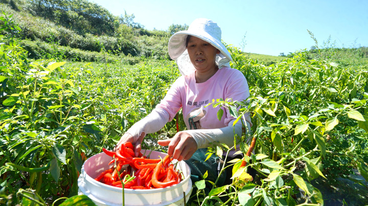 村民采摘辣椒。