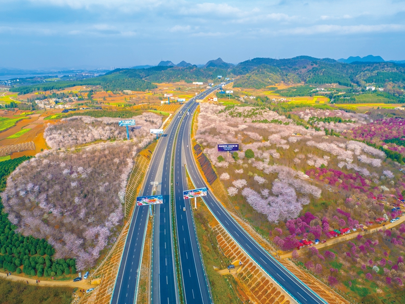 “三季有花，四季常青” 滬昆高速公路紅楓湖段沿途櫻花盛開。貴州省交通運輸廳供圖.jpg