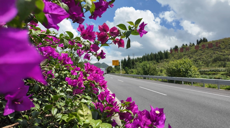 G60滬昆高速清鎮線沿途中分綠化帶的三角梅、紫薇花和黃花槐競相綻放。.jpg