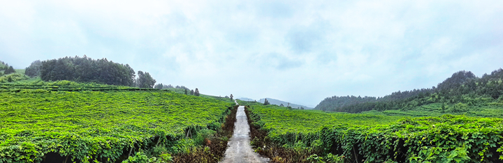 凱德街道吊瓜基地。
