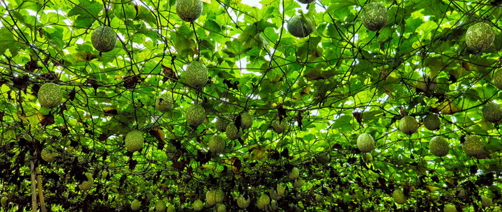 凱德街道吊瓜基地。