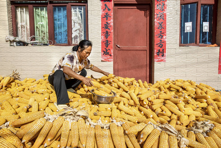 2025年9月1日，貴州省黔西市洪水鎮官莊村，農民在晾曬收獲的玉米。