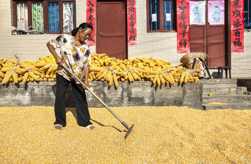 2025年9月1日，貴州省黔西市洪水鎮官莊村，農民在晾曬收獲的玉米。