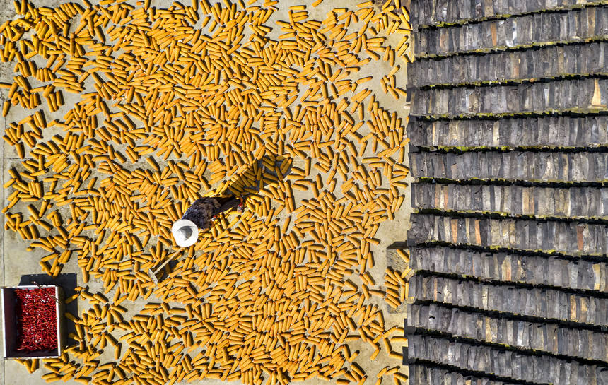 2025年9月1日，貴州省黔西市洪水鎮解放村，農民在晾曬收獲的玉米（無人機照片）。