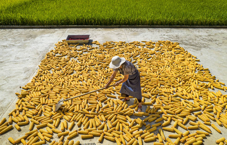 2025年9月1日，貴州省黔西市洪水鎮(zhèn)解放村，農(nóng)民在晾曬收獲的玉米（無(wú)人機(jī)照片）