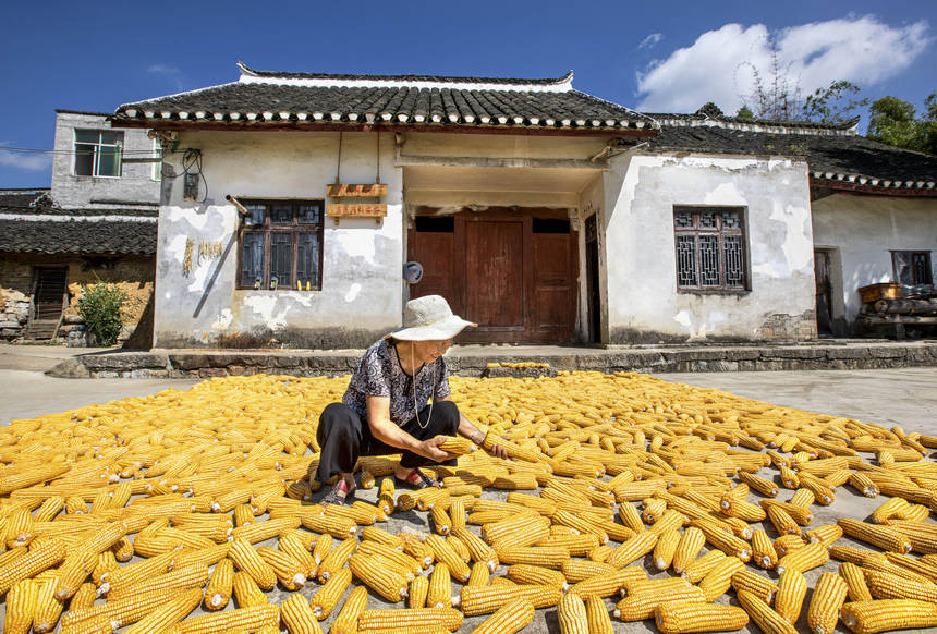 2025年9月1日，貴州省黔西市洪水鎮解放村，農民在晾曬收獲的玉米。