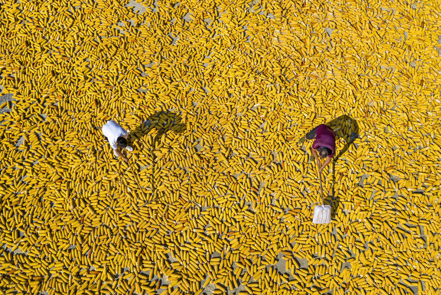 2025年9月1日，貴州省黔西市洪水鎮官莊村，農民在晾曬收獲的玉米（無人機照片）。