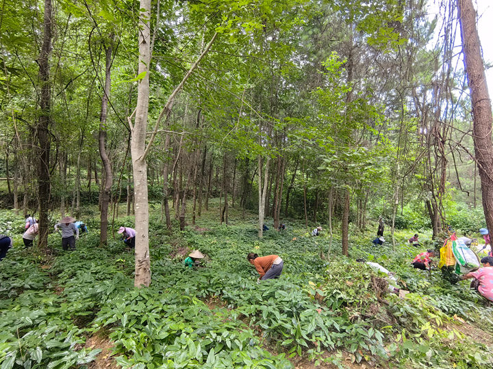 村民們穿梭在林地間，細心開展除草、追肥、灌溉、收割等工作。