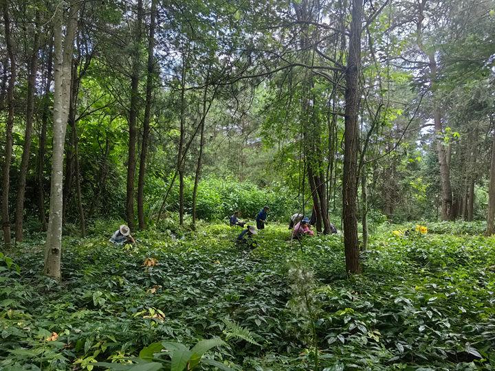村民們穿梭在林地間，細心開展除草、追肥、灌溉、收割等工作。