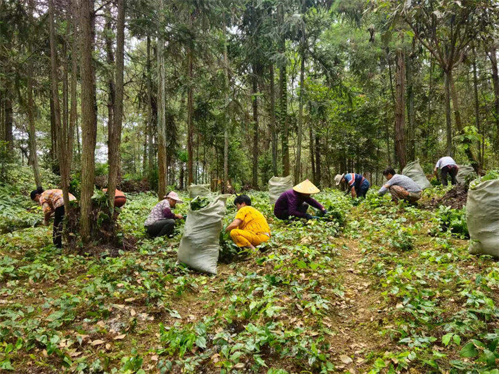 村民們穿梭在林地間，細心開展除草、追肥、灌溉、收割等工作。