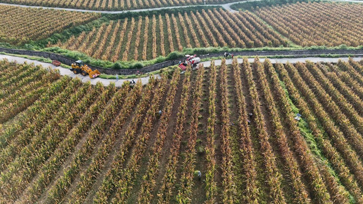 2.84萬畝大豆玉米“套種”迎豐收 一畝地雙份收益。