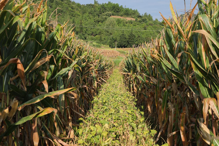 2.84萬畝大豆玉米“套種”迎豐收 一畝地雙份收益。