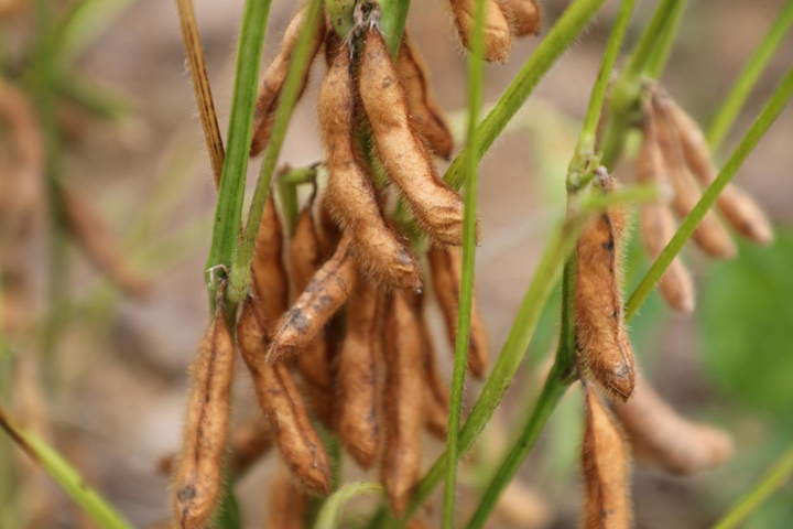 2.84萬畝大豆玉米“套種”迎豐收 一畝地雙份收益。