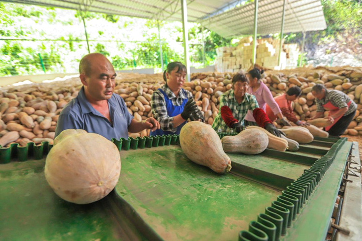 科技賦能收三茬 南瓜豐產直供大灣區。