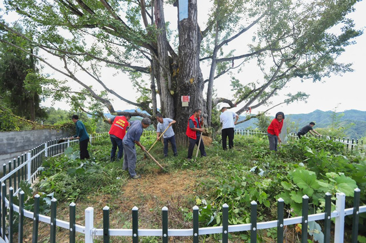 6464棵古樹名木投保 14棵珍稀大樹復(fù)壯復(fù)生機。