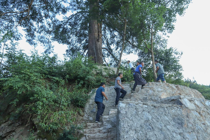 6464棵古樹名木投保 14棵珍稀大樹復(fù)壯復(fù)生機。