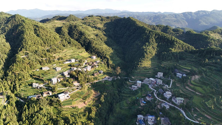 6464棵古樹名木投保 14棵珍稀大樹復(fù)壯復(fù)生機。