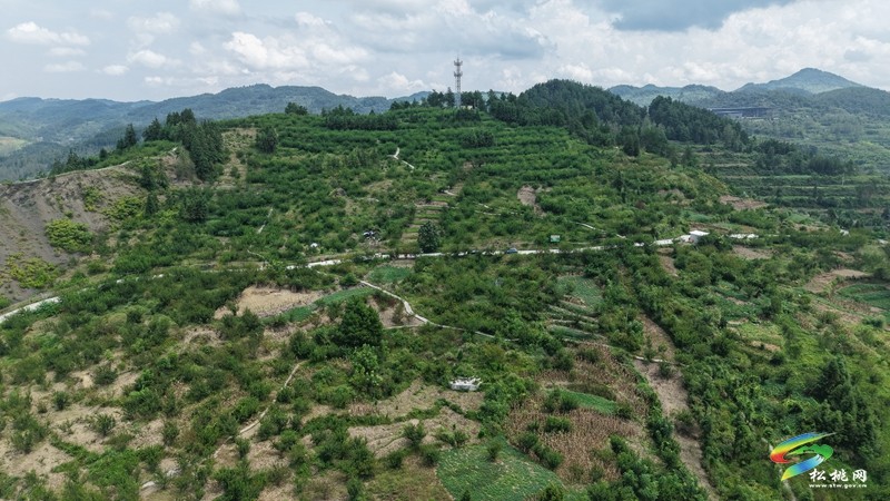 松桃迓駕鎮：1400畝花生賦能鄉村振興。