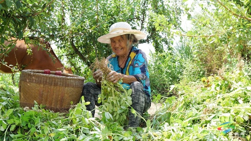 松桃迓駕鎮：1400畝花生賦能鄉村振興。