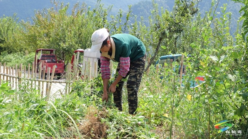 松桃迓駕鎮：1400畝花生賦能鄉村振興。