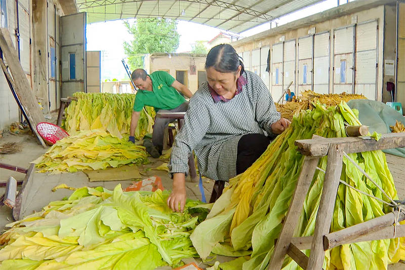 在福泉市龍昌鎮,煙農正在烘烤煙葉。劉艦濤攝