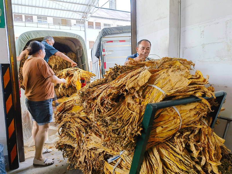 滿載著金黃煙葉的車輛在等候區內候檢。劉艦濤攝