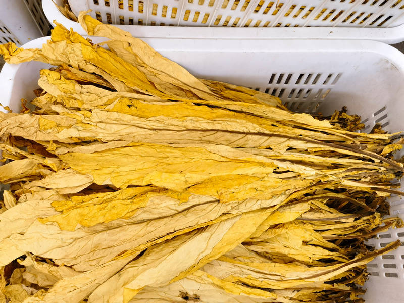 色澤金黃的煙葉。劉艦濤攝