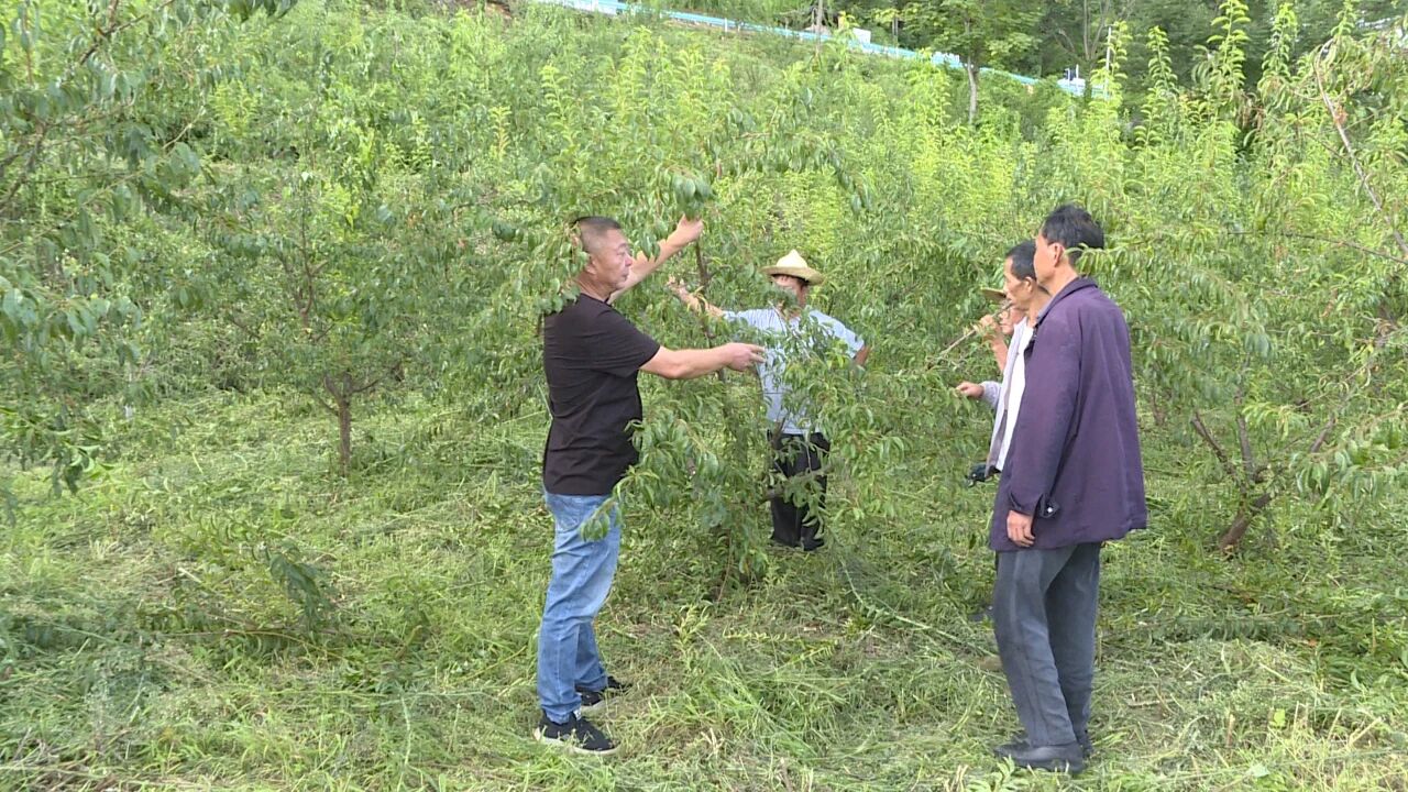 圖為科技特派員一邊演示著果樹修剪技巧，一邊細致講解技術要點，農戶們聽得認真、贊不絕口。