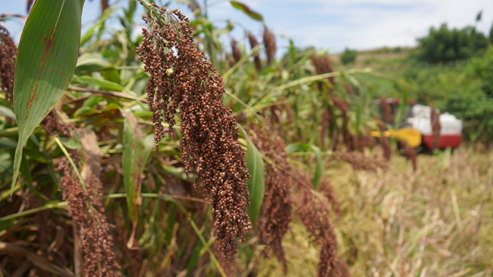 紅彤彤的高粱。