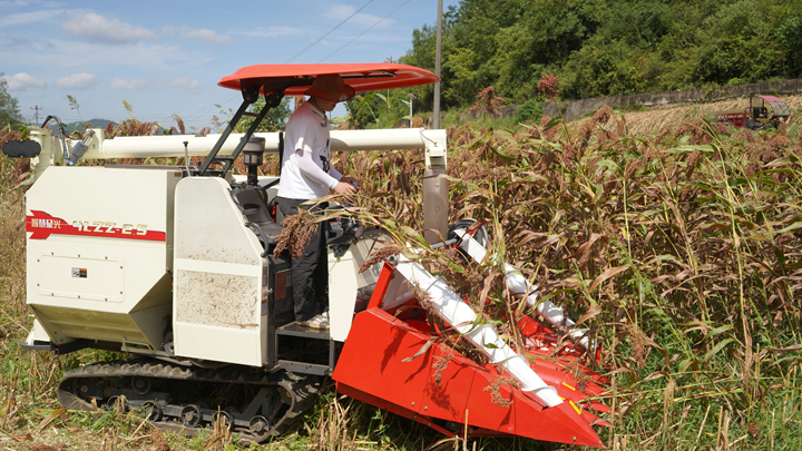新型高粱收割機正開足馬力采收高粱。