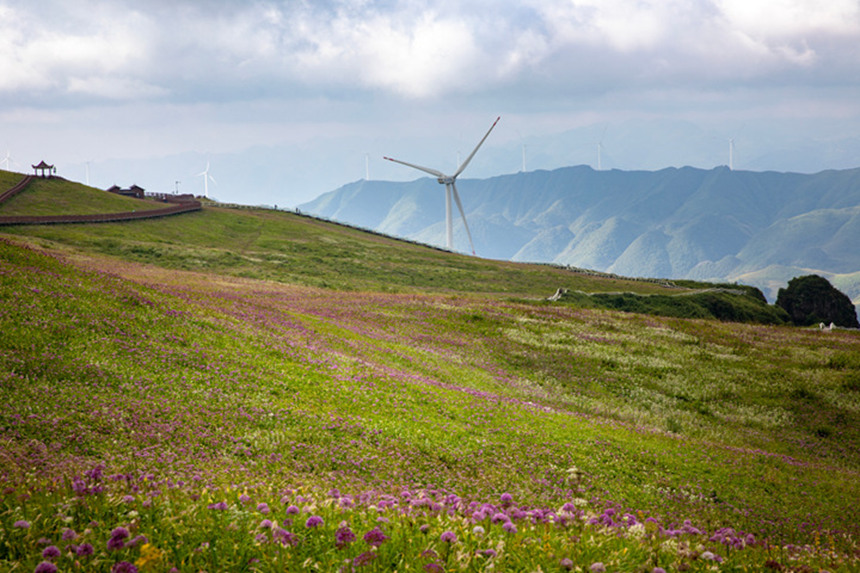 9月2日在貴州省畢節市赫章縣阿西里西·韭菜坪景區拍攝的花海景觀。