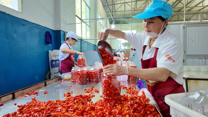 工人正在灌裝辣椒。