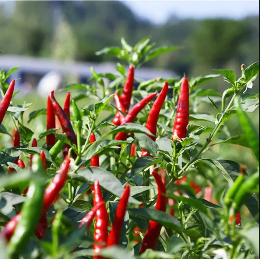 火紅的辣椒掛滿枝頭。