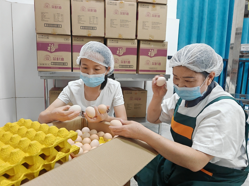 1、工作人員認(rèn)真檢查雞蛋品質(zhì),把好食材驗(yàn)收關(guān)。謝永恒 攝.jpg