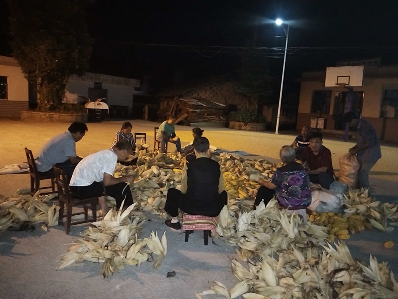 村民互助剝包谷 。劉子毅攝