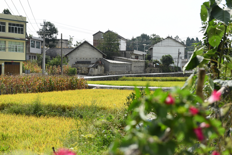 9月4日,貴州省黔西市甘棠鎮大錫社區林角塘修復好的道路。張晶攝