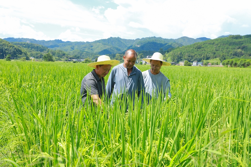 劍河縣農業農村局農技人員正在巡查水稻蟲情。 劉夢攝 (1).jpg