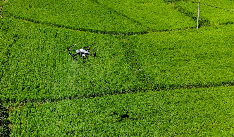 無人機正在開展病蟲害防治噴灑作業。姜澤光攝.jpg