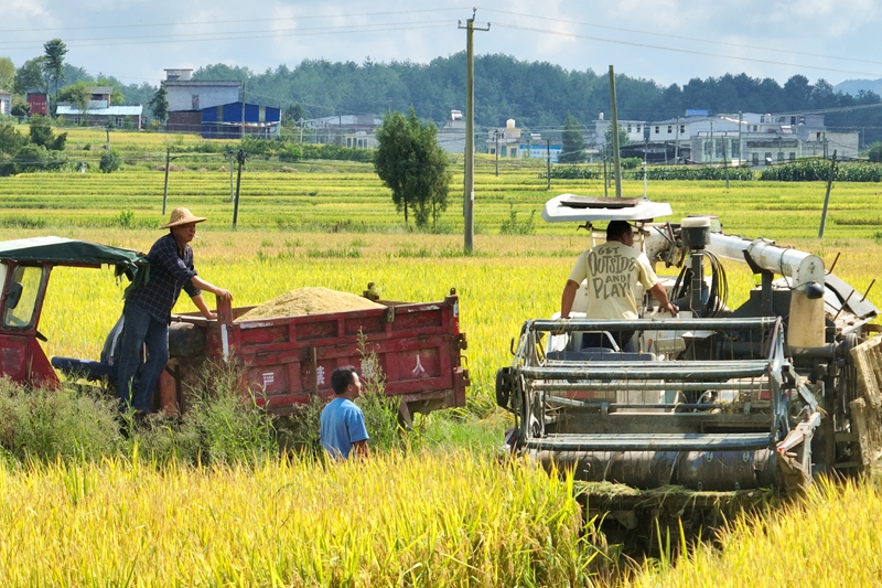 稻浪翻滾谷滿倉!貴州獨山廣袤田疇沃野盡披“黃金甲”。