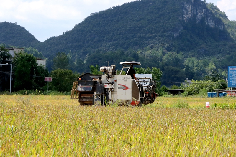 稻浪翻滾谷滿倉!貴州獨山廣袤田疇沃野盡披“黃金甲”。