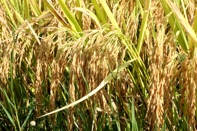 稻浪翻滾谷滿倉!貴州獨山廣袤田疇沃野盡披“黃金甲”。