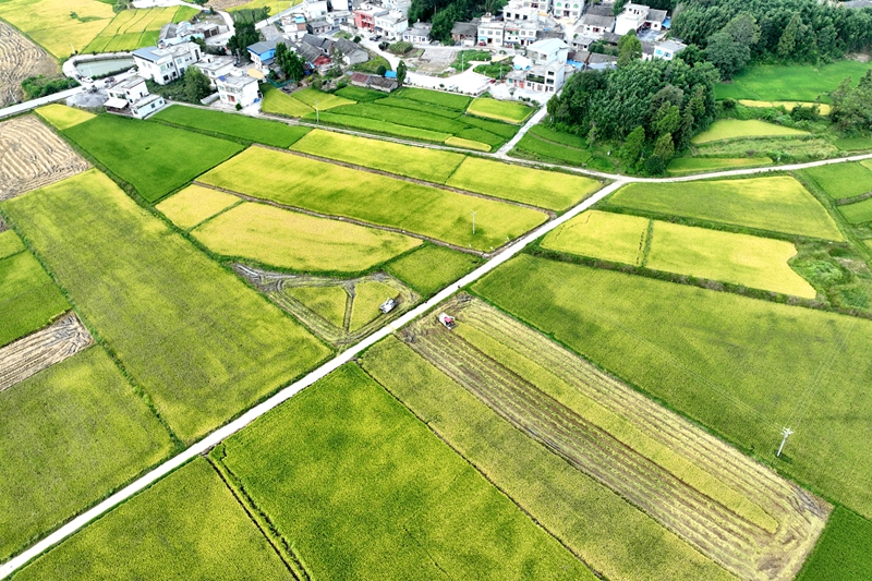 稻浪翻滾谷滿倉!貴州獨山廣袤田疇沃野盡披“黃金甲”。
